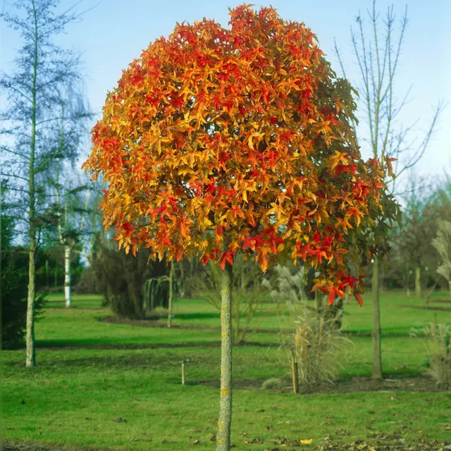 Liquidambar styraciflua ‘Gum Ball’ — katalog fotoğrafı