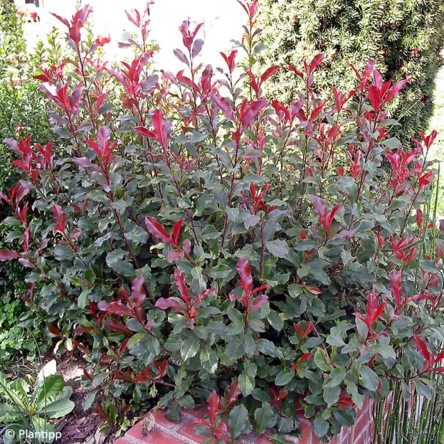 Photinia × fraseri ‘Corallina’ — katalog fotoğrafı