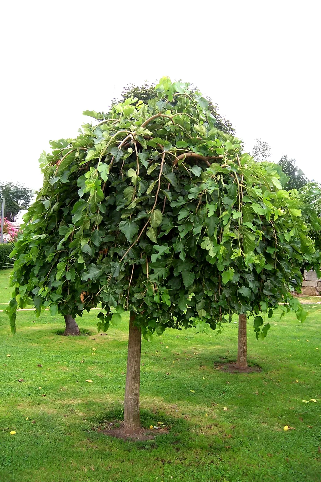 Morus alba ‘Pendula’ — katalog fotoğrafı