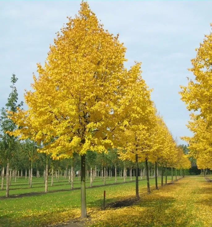 Tilia cordata ‘Greenspire’ — katalog fotoğrafı