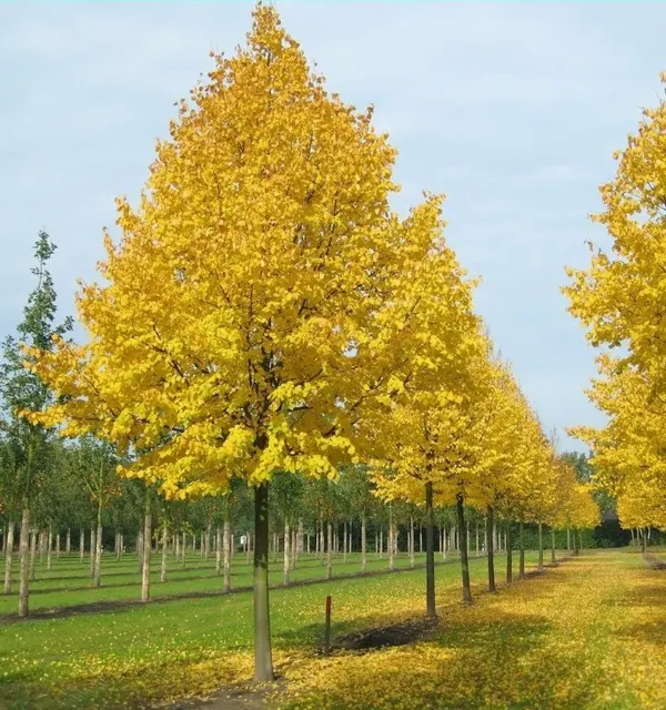 Tilia cordata ‘Greenspire’ — katalog fotoğrafı