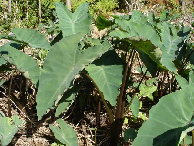 Colocasia esculenta — katalog fotoğrafı