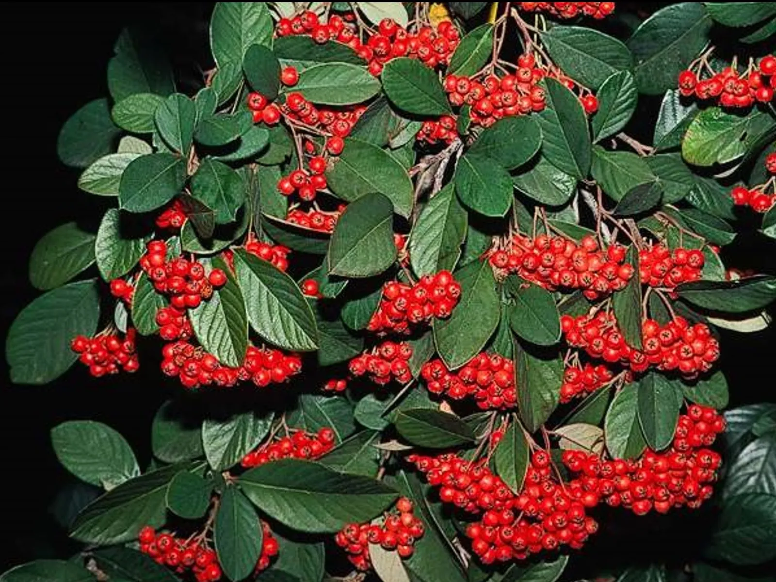 Cotoneaster lacteus — katalog fotoğrafı