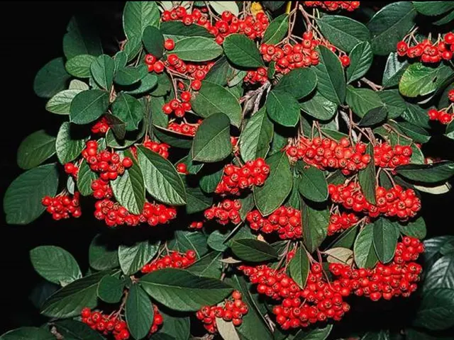 Cotoneaster lacteus — katalog fotoğrafı