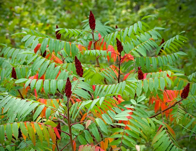 Rhus typhina — katalog fotoğrafı