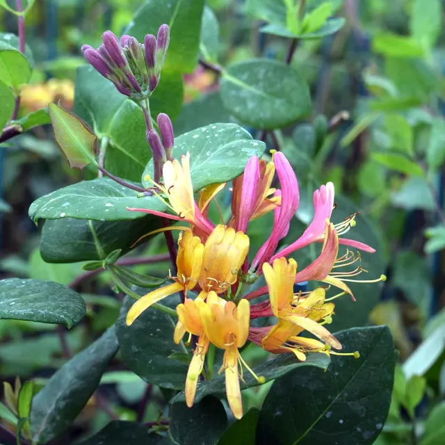 Lonicera × heckrottii — katalog fotoğrafı