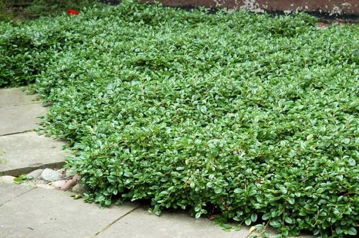 Cotoneaster dammeri ‘Major’ — katalog fotoğrafı