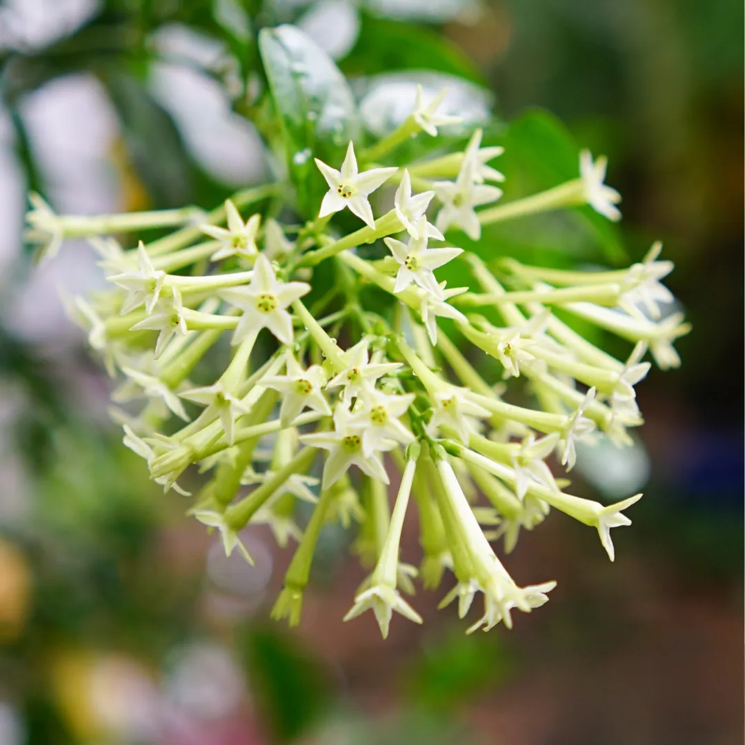 Cestrum nocturnum — katalog fotoğrafı