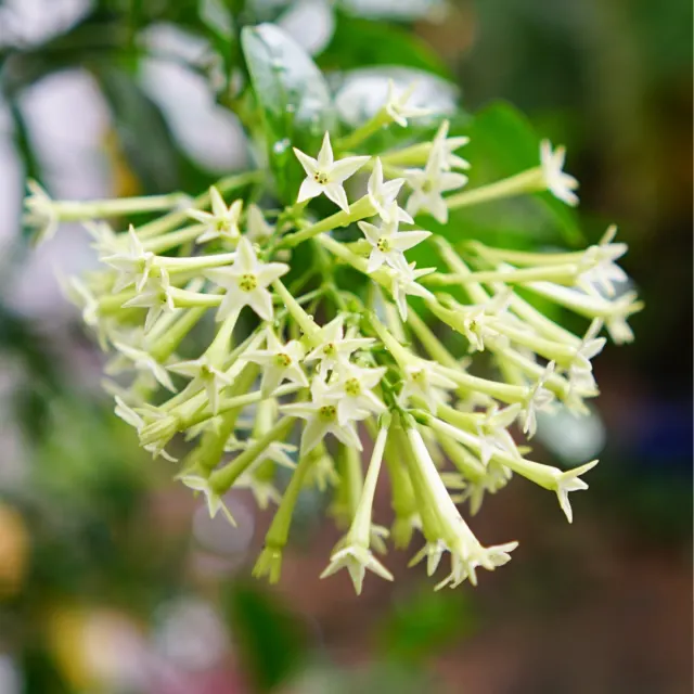 Cestrum nocturnum — katalog fotoğrafı