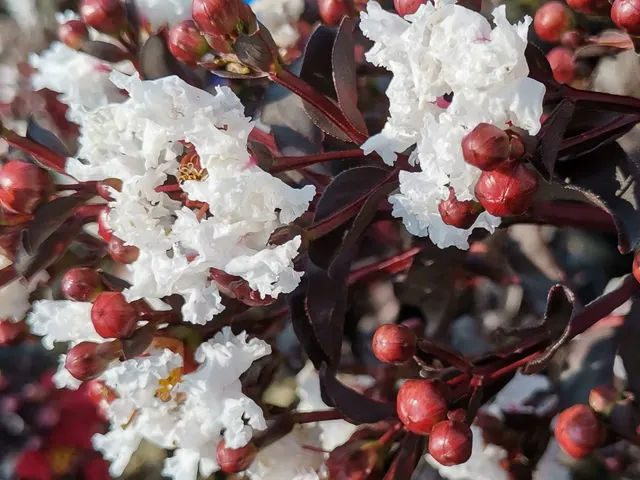 Lagerstroemia indica Black Solitaire ‘Pure White’ — katalog fotoğrafı