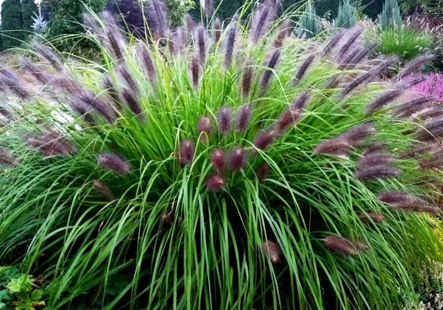 Pennisetum alopecuroides var. viridescens — katalog fotoğrafı