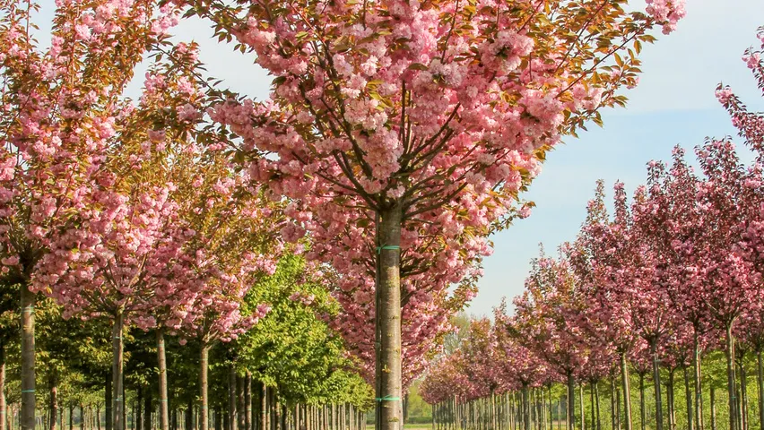 Prunus serrulata ‘Kanzan’ — katalog fotoğrafı