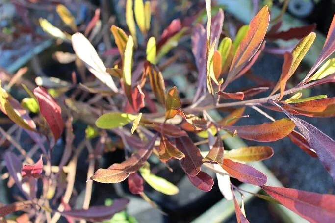 Dodonaea viscosa ‘Purpurea’ — katalog fotoğrafı