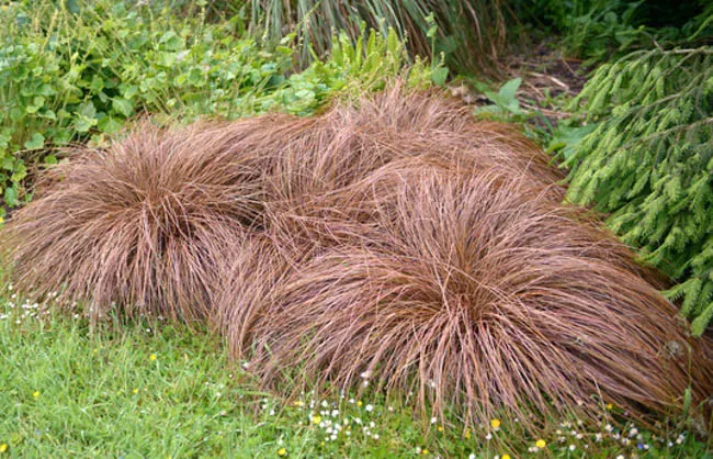 Carex flagellifera ‘Bronze Form’ — katalog fotoğrafı