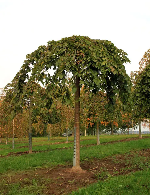 Ulmus glabra ‘Pendula’ — katalog fotoğrafı