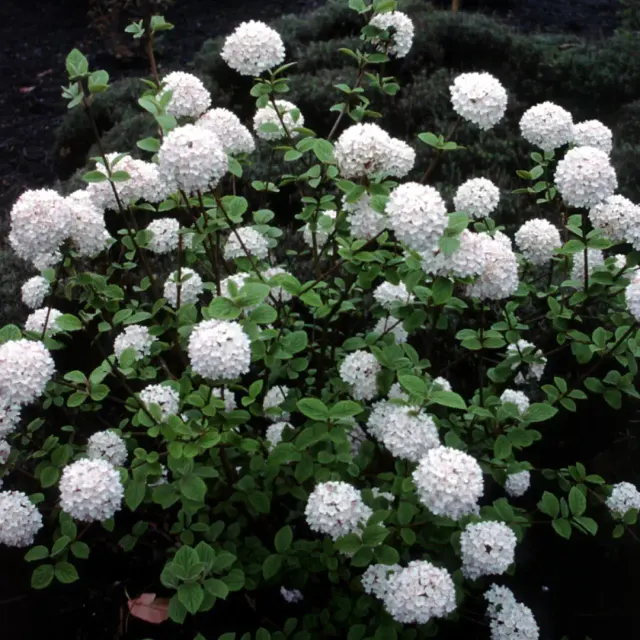 Viburnum carlesii — katalog fotoğrafı