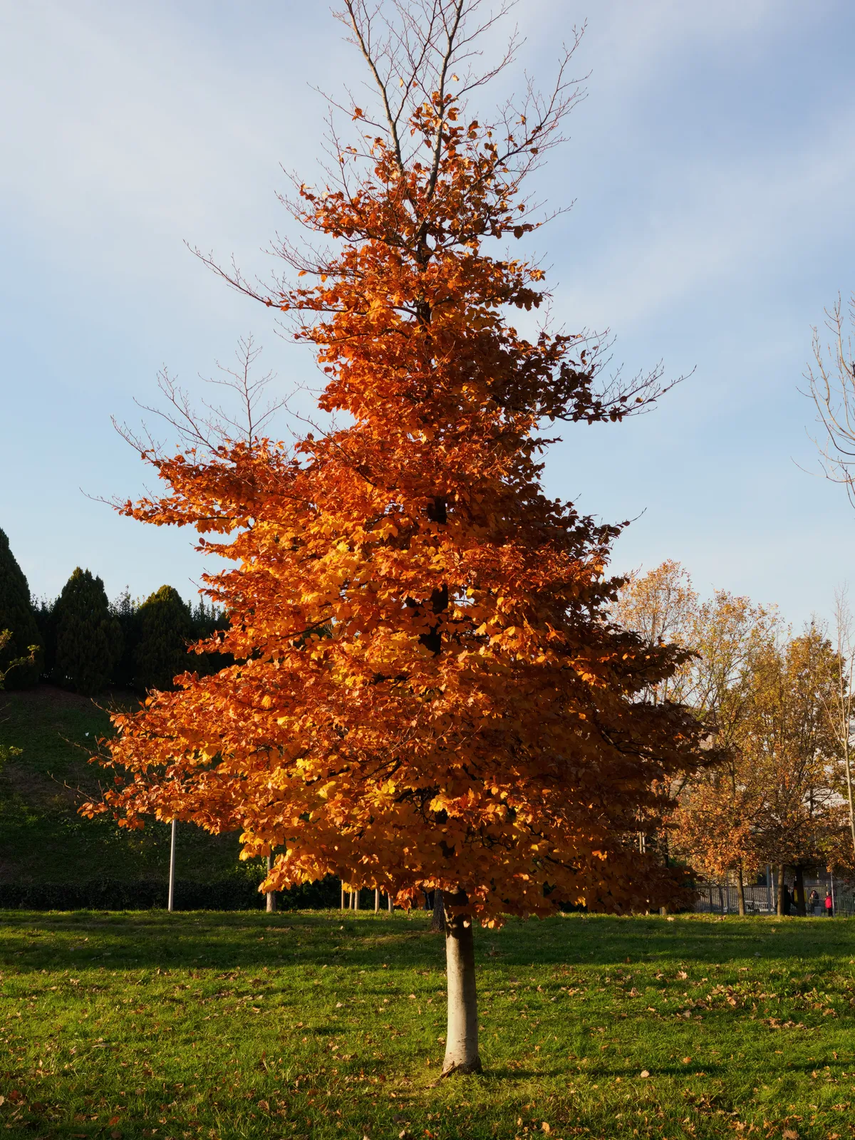 Acer buergerianum — katalog fotoğrafı
