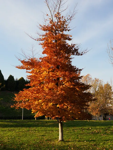 Acer buergerianum — katalog fotoğrafı