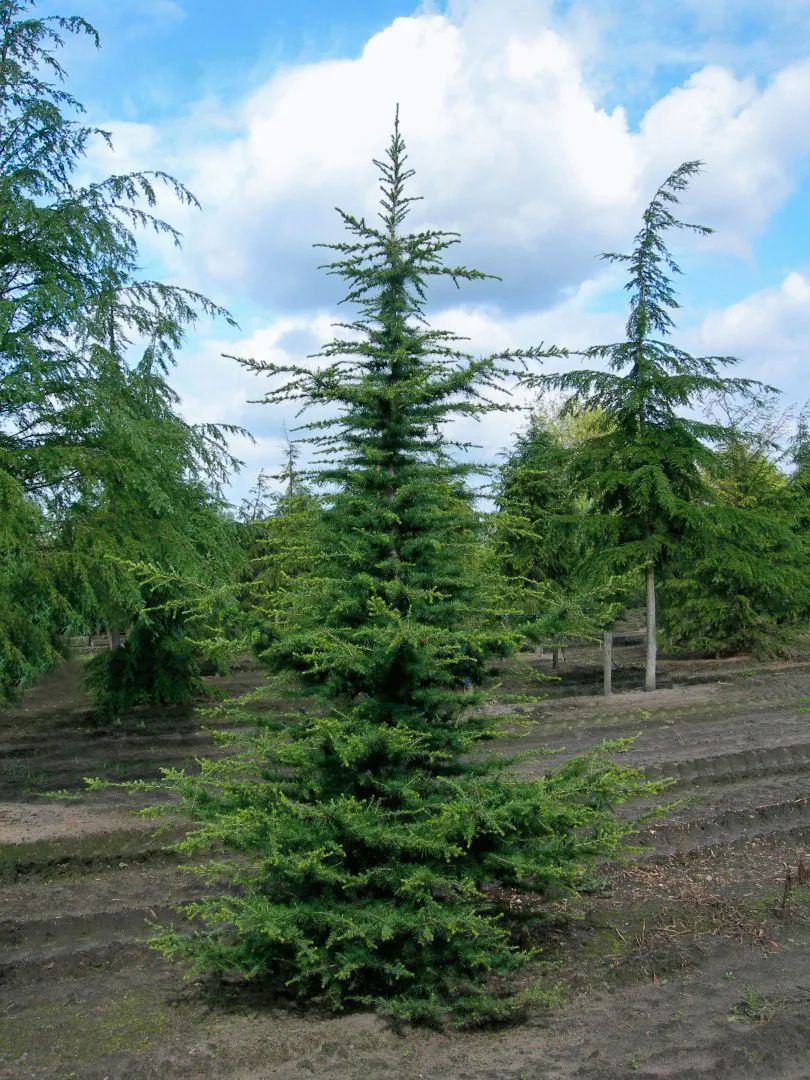Cedrus libani — katalog fotoğrafı