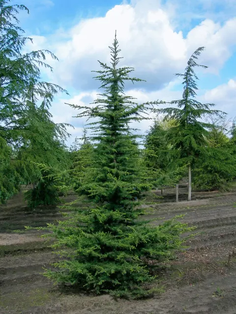Cedrus libani — katalog fotoğrafı