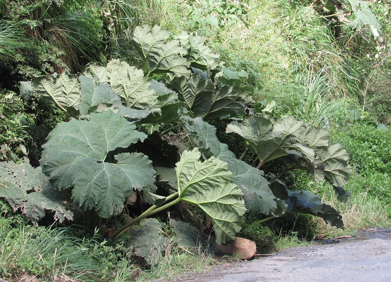 Gunnera manicata — katalog fotoğrafı