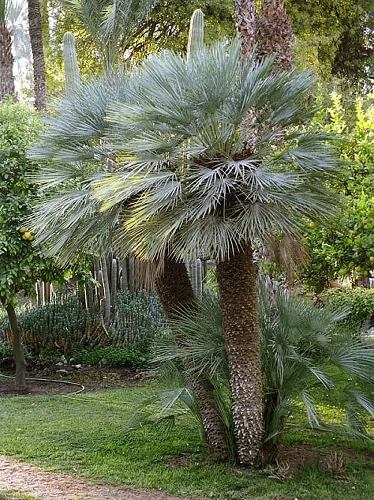 Chamaerops humilis ‘Cerifera’ — katalog fotoğrafı
