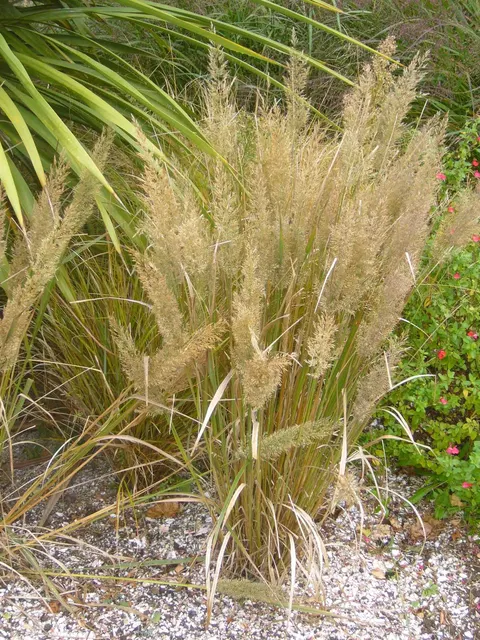 Stipa brachytricha — katalog fotoğrafı