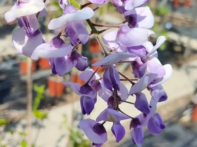 Wisteria brachybotrys ‘Yokoama Fuji’ — katalog fotoğrafı
