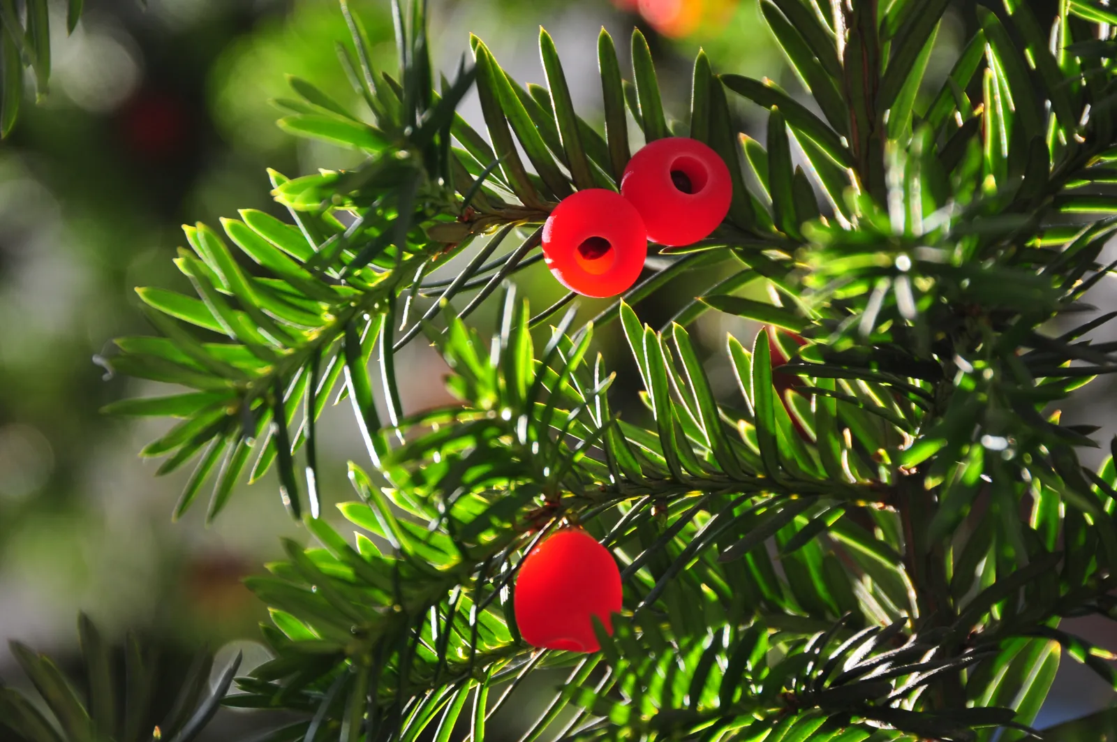Taxus baccata — katalog fotoğrafı