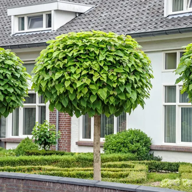 Catalpa bignonioides ‘Nana’ — katalog fotoğrafı