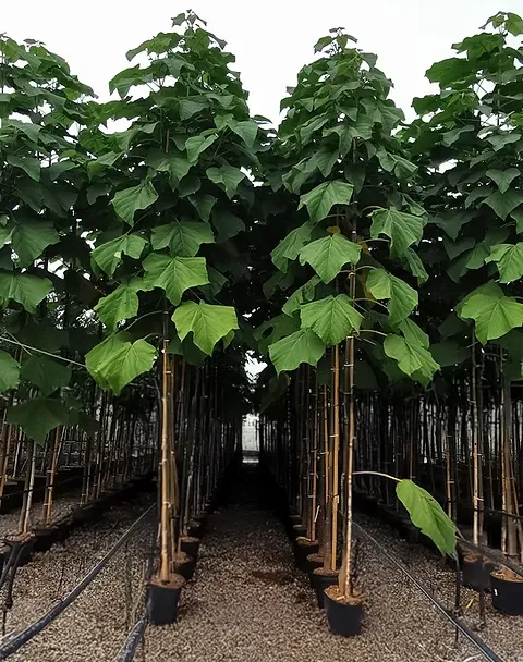 Paulownia tomentosa — katalog fotoğrafı