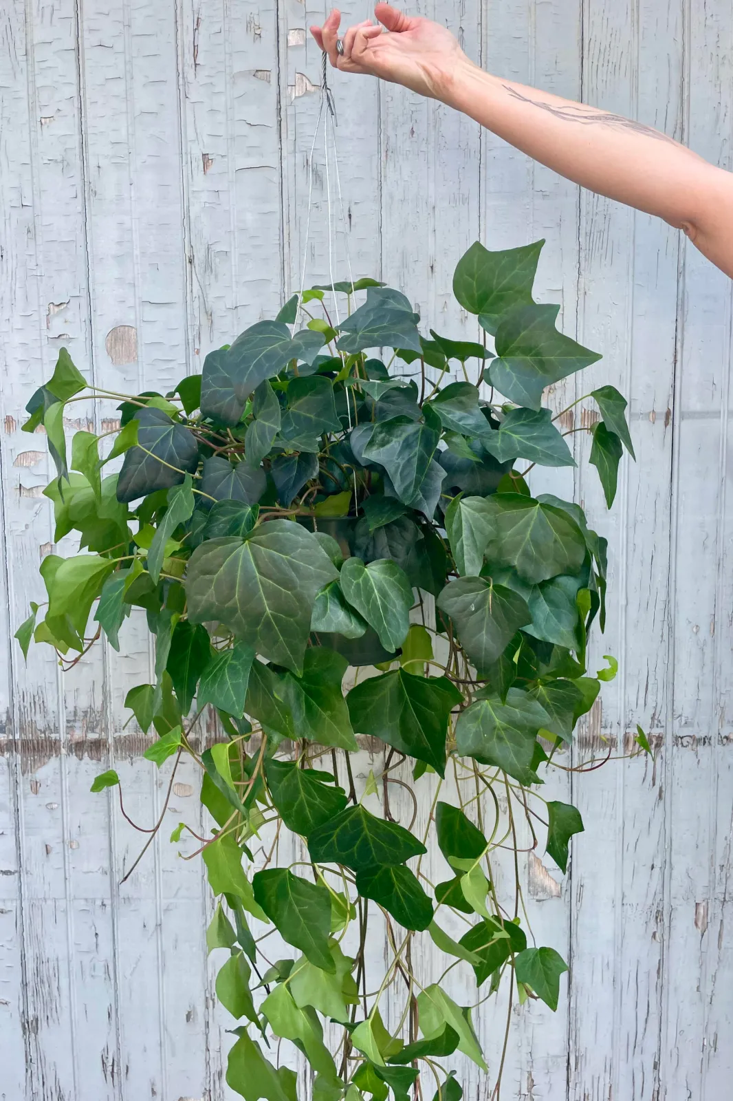Hedera algeriensis — katalog fotoğrafı