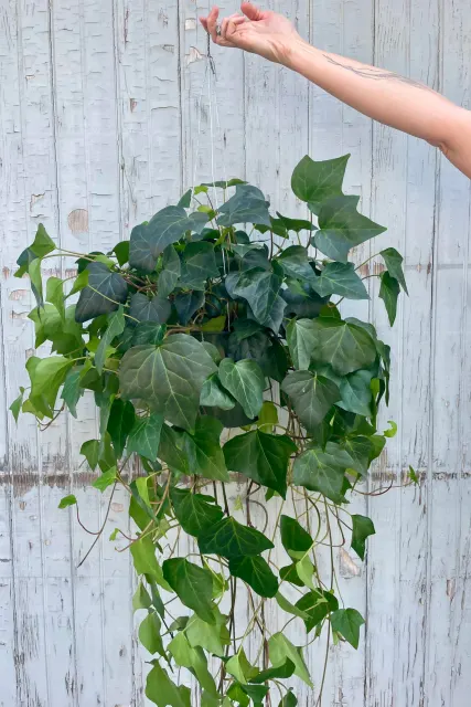 Hedera algeriensis — katalog fotoğrafı