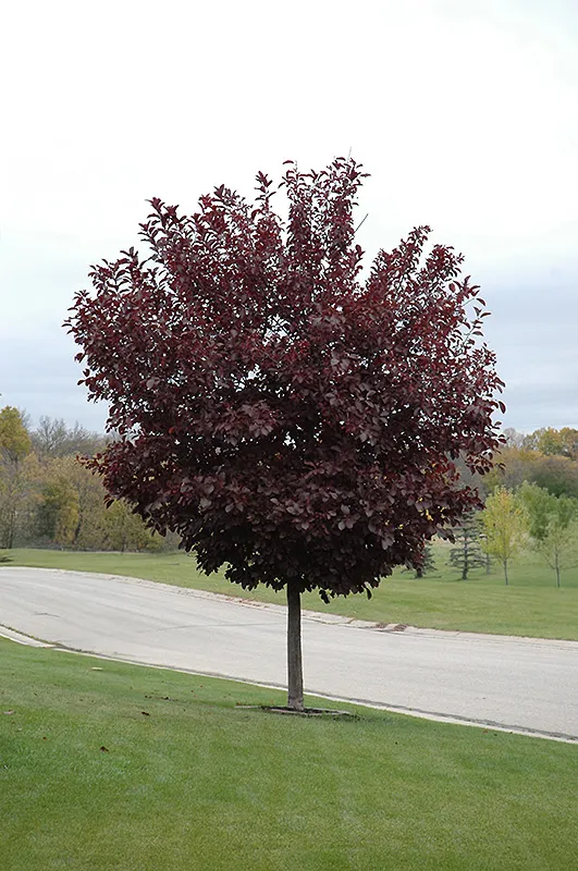 Prunus virginiana ‘Canada Red’ — katalog fotoğrafı