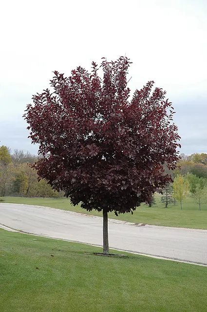 Prunus virginiana ‘Canada Red’ — katalog fotoğrafı