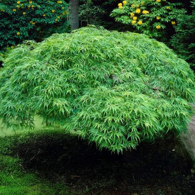 Acer palmatum dissectum ‘Viride’ — katalog fotoğrafı