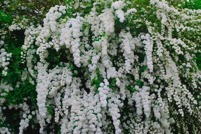 Spiraea nipponica ‘Snowmound’ — katalog fotoğrafı