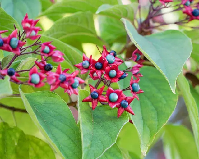 Clerodendrum trichotomum — katalog fotoğrafı