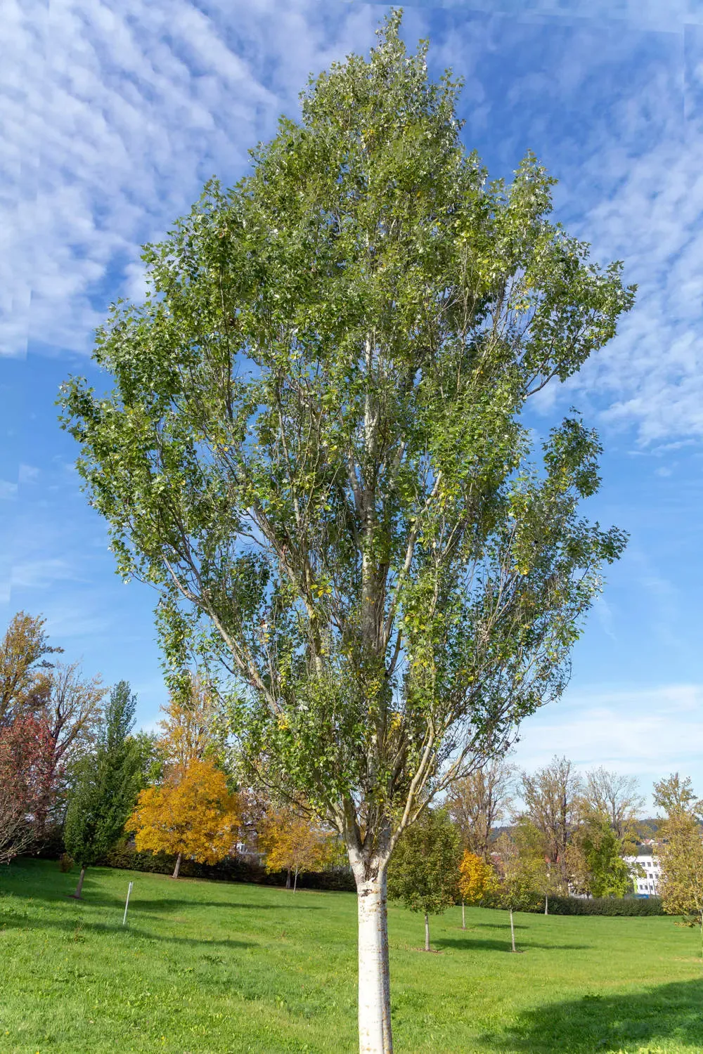 Populus alba ‘Nivea’ — katalog fotoğrafı