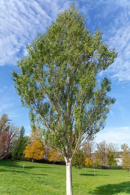Populus alba ‘Nivea’ — katalog fotoğrafı