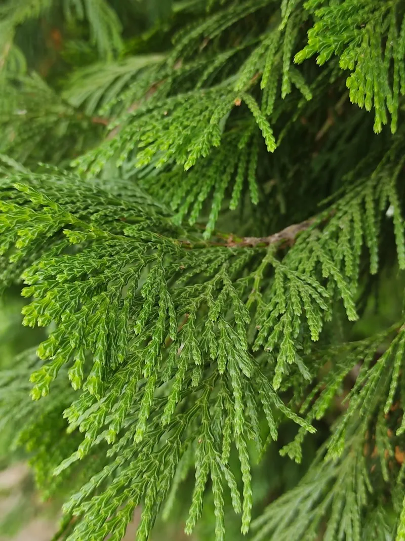 Calocedrus decurrens — katalog fotoğrafı