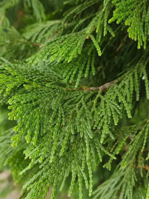 Calocedrus decurrens — katalog fotoğrafı