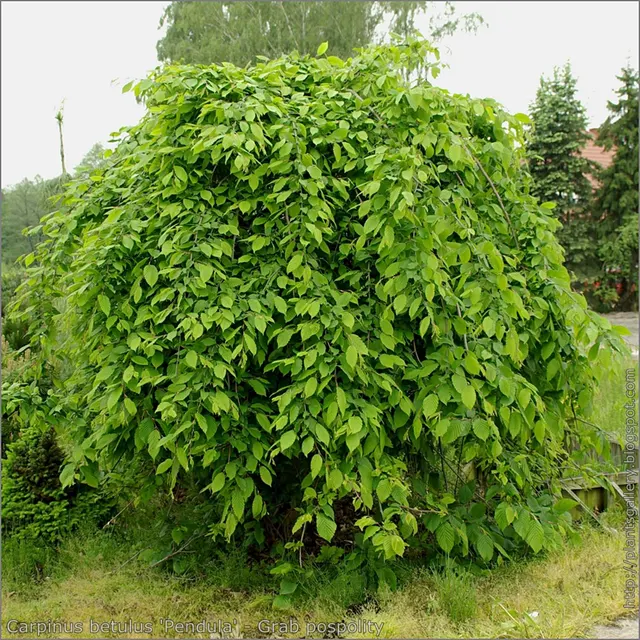 Carpinus betulus ‘Pendula’ — katalog fotoğrafı