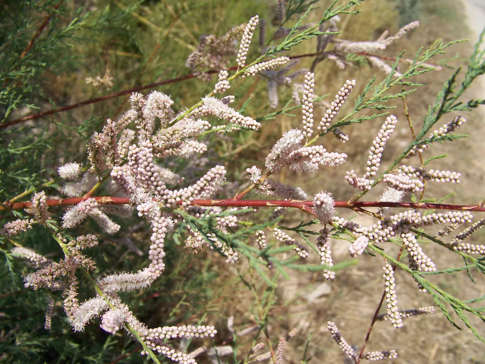 Tamarix africana — katalog fotoğrafı