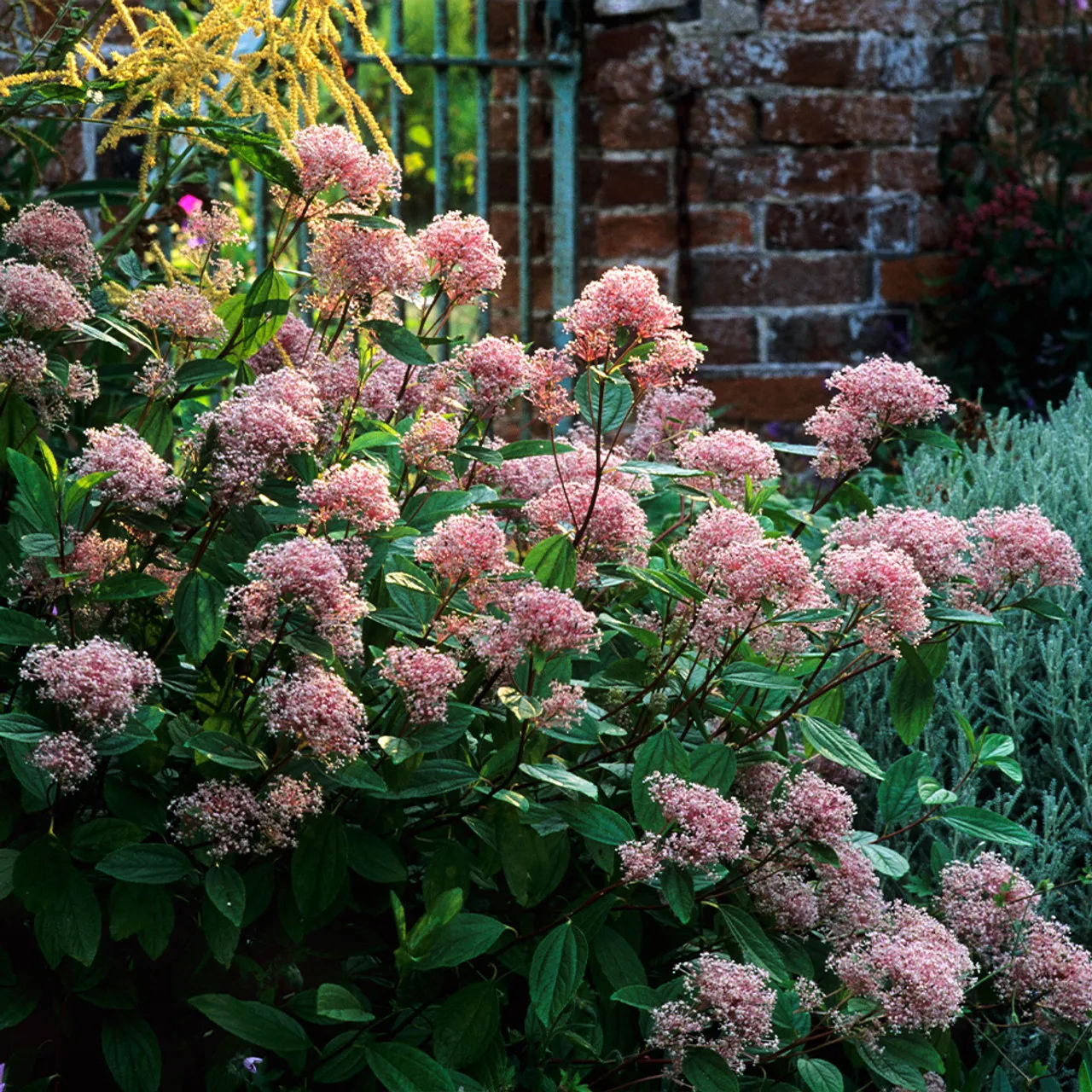 Ceanothus × pallidus ‘Marie Simon’ — katalog fotoğrafı