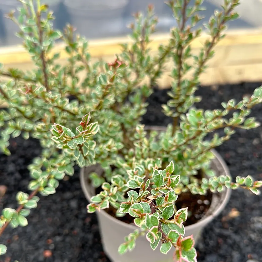 Cotoneaster horizontalis ‘Variegatus’ — katalog fotoğrafı