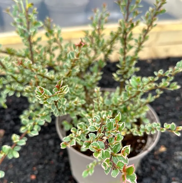Cotoneaster horizontalis ‘Variegatus’ — katalog fotoğrafı
