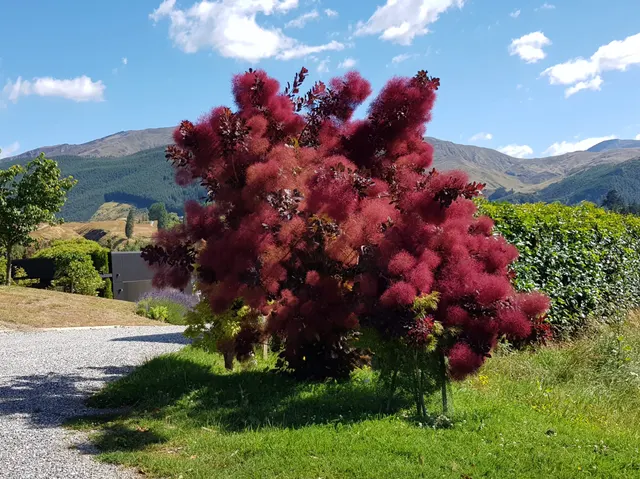 Cotinus coggygria — katalog fotoğrafı