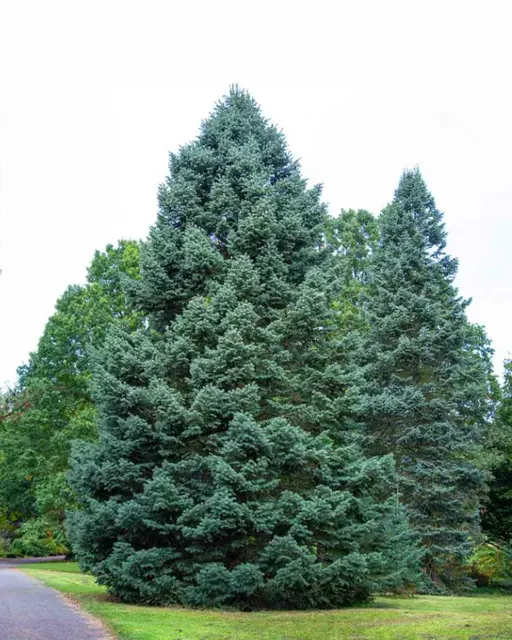 Abies concolor — katalog fotoğrafı