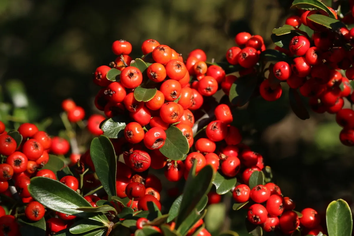 Pyracantha koidzumii — katalog fotoğrafı